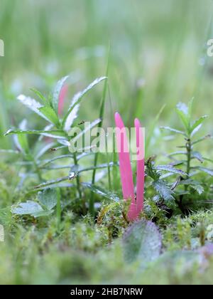 Clavaria rosea, bekannt als Rosenspindeln, wilder Pilz aus Finnland Stockfoto