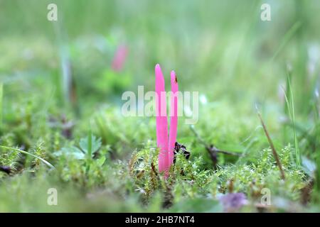 Clavaria rosea, bekannt als Rosenspindeln, wilder Pilz aus Finnland Stockfoto