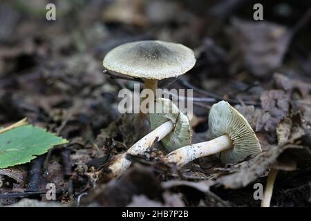 Lepiota grangei, bekannt als der Grüne Dapperling, Wildpilz aus Finnland Stockfoto