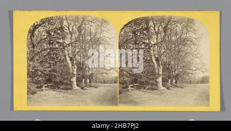 Bäume am Rande der Worsley Woods, der Rand des Waldes bei Worsley. (Titel auf Objekt), anonym, Verlag: H. Petschler & Co. (Erwähnung auf Objekt), Lancashire, Verlag: Manchester, c. 1850 - c. 1880, Karton, Albumin-Print, Höhe 85 mm × Breite 170 mm Stockfoto