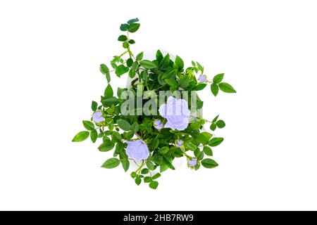 Draufsicht auf schönen kleinen Busch von lila Rosen in einem Topf isoliert auf weißem Hintergrund. Home Pflanzen und Gartenkonzept. Stockfoto