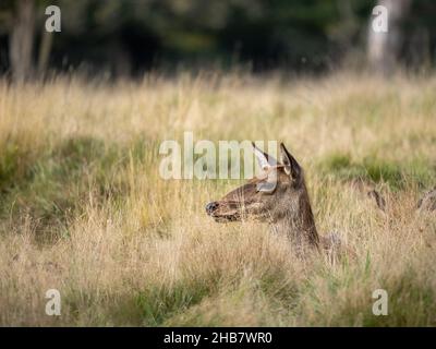 Red Deer Hind Laying in Grass Meadow Stockfoto