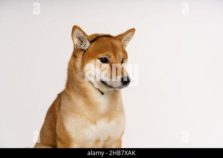 Haustierliebhaber-Konzept. Japanischer Hund auf hellem Hintergrund mit einer Krone auf dem Kopf, die glücklich posiert. Shiba inu ist ein japanischer Hund, der auf der ganzen Welt bekannt ist. Stockfoto