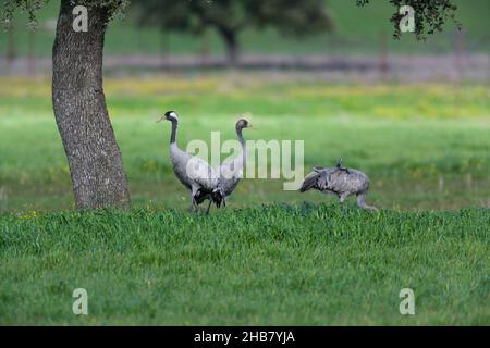 Gewöhnlicher Kranich Grus grus, Familie, die in Getreideernte Futter, Cabeza del Buey, Badajoz, Spanien, Februar Stockfoto