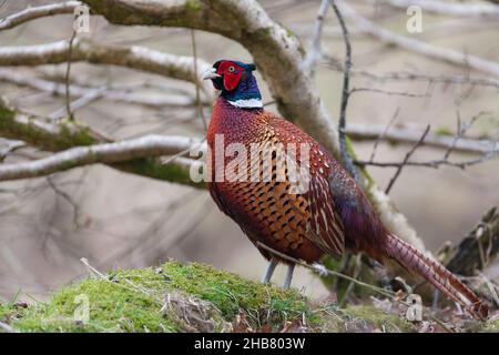 Gewöhnlicher Fasane Phasianus colchicus, im Wald sitzender Erwachsener, Exmoor National Park, Somerset, Großbritannien, März Stockfoto