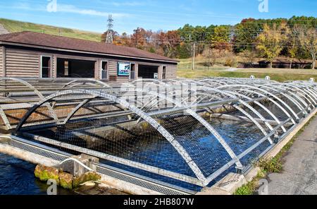 Laichschuppen, Raceway, Raising Brown & Rainbow Forelle, Shepherd of the Hills Fish Hatchery, Conservation Center. Stockfoto