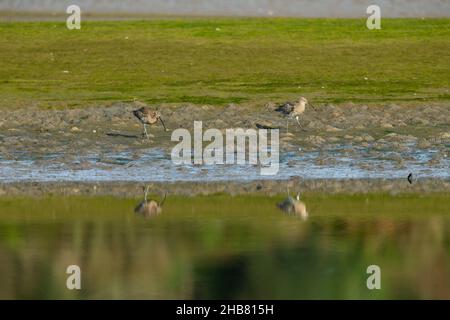 Eurasischer Curlew Numenius arquata, Nahrungssuche entlang der Küstenlinie, Hayle Estuary, Cornwall, Großbritannien, September Stockfoto