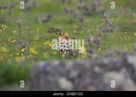 Eurasischer Wiedehopf Upupa epops, Erwachsene auf Dehassa-Ackerland, Cabeza del Buey, Badajoz, Spanien, Februar Stockfoto