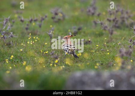 Eurasischer Wiedehopf Upupa epops, Erwachsene auf Dehassa-Ackerland, Cabeza del Buey, Badajoz, Spanien, Februar Stockfoto