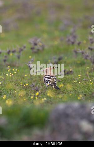 Eurasischer Wiedehopf Upupa epops, Erwachsene auf Dehassa-Ackerland, Cabeza del Buey, Badajoz, Spanien, Februar Stockfoto