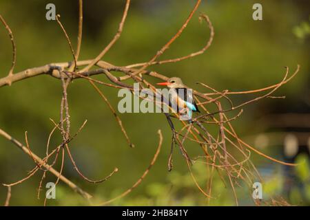 Grauer Eisvögel Halcyon leucocephala, Erwachsener, der im Baum thront, Bishangari Lodge, Äthiopien, April Stockfoto
