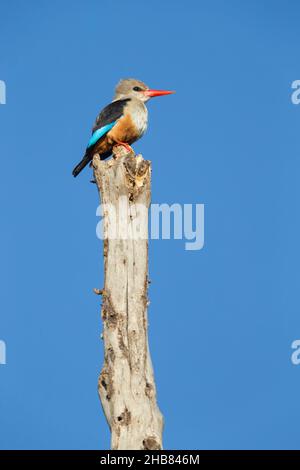 Grauer Eisvögel Halcyon leucocephala, Erwachsener, der im Baum thront, Bishangari Lodge, Äthiopien, April Stockfoto