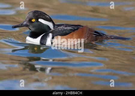 Merganser mit Kapuze Lophodytes cucullatus, erwachsenes Männchen, Schwimmen in der Lagune, Radipole Lake, Dorset, Großbritannien, Oktober Stockfoto