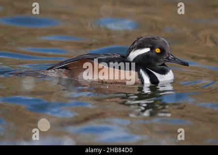 Merganser mit Kapuze Lophodytes cucullatus, erwachsenes Männchen, Schwimmen in der Lagune, Radipole Lake, Dorset, Großbritannien, Oktober Stockfoto