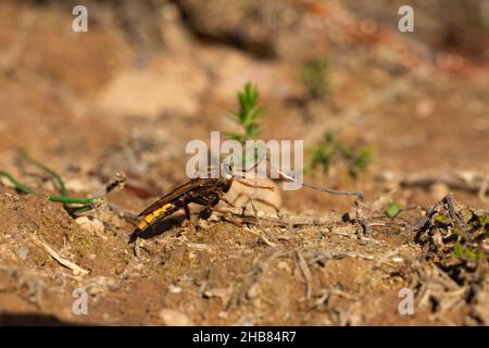 Hornet-Raubfliege Asilus crabroniformis, Erwachsener, der auf dem Boden ruht, Dalditch Plantation, Devon, Großbritannien, September Stockfoto