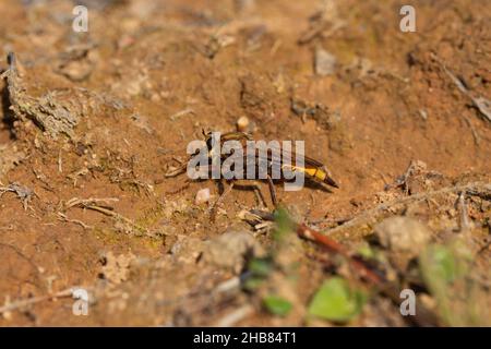 Hornet-Raubfliege Asilus crabroniformis, Erwachsener, der auf dem Boden ruht, Dalditch Plantation, Devon, Großbritannien, September Stockfoto