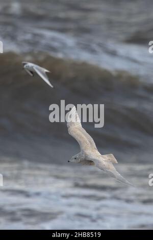 Island Gull (Larus glaucoides) mit Cley Norfolk GB UK Dezember 2021 Stockfoto