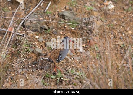 Wasserbahn Rallye aquaticus, Überquerung von offenem Gelände, Cabeza del Buey, Badajoz, Spanien, Februar Stockfoto