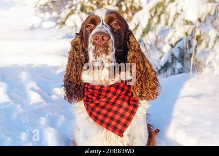 PET Dog Breed Englisch springer Spaniel trägt Bandana im Winterwald sitzen Stockfoto