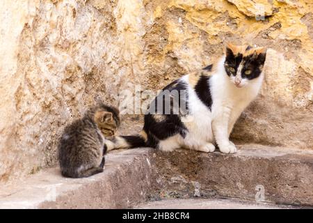 Streunende Katzen - Mutter mit Kätzchen in der Hinterstraße Stockfoto