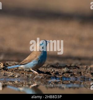 An der Pfanne Stockfoto