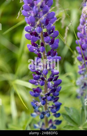 Viele Blattläuse haben lila Lupinen befallen Stockfoto