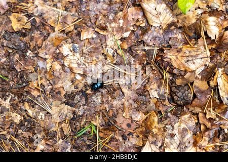 Ein schwarzer Dungkäfer auf der Suche nach Nahrung oder Baumaterial Stockfoto