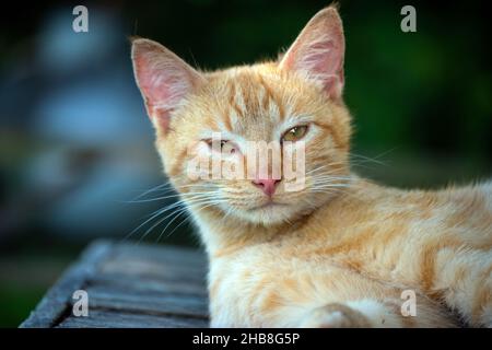 Diese orange gestromte Katze sieht aus, als wäre sie zufrieden und würde es vorziehen, in Ruhe gelassen zu werden. Vielleicht erwartet man ein schönes entspannendes Nickerchen. Bokeh-Effekt. Stockfoto