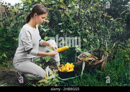 Das Mädchen im Garten schält den Mais. Das Mädchen arbeitet im Garten. Mais. Ernte. Stockfoto