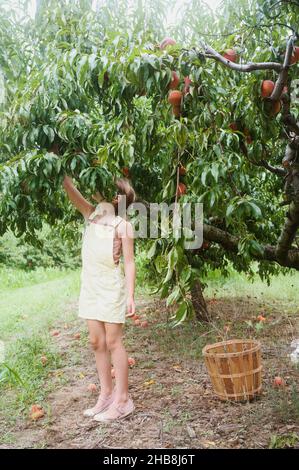 Mädchen (8-9) pflückt Pfirsiche vom Baum im Obstgarten Stockfoto