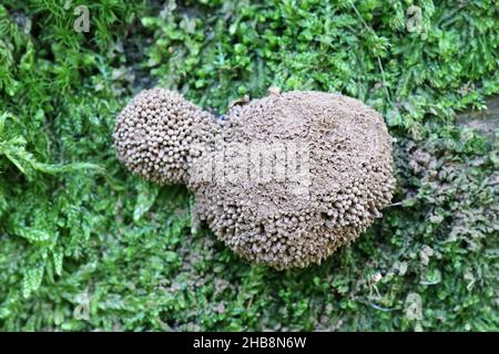 Tubifera ferruginosa, bekannt als Himbeer-Schleimform Stockfoto