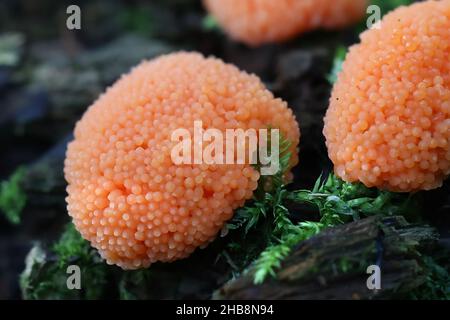 Tubifera ferruginosa, bekannt als Himbeer-Schleimform Stockfoto