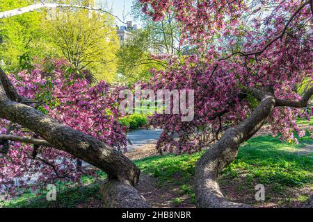 Malus coronaria, auch bekannt unter den Namen süße Krabbe oder Girlandabstreibe, ist eine nordamerikanische Malus-, Krabbenart Stockfoto