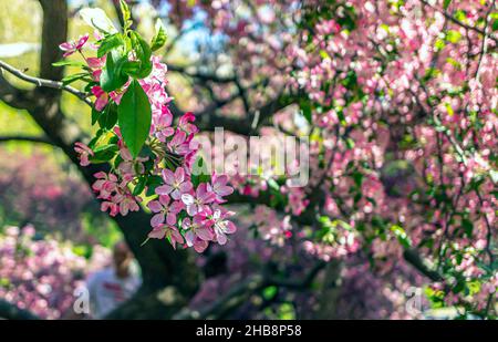 Malus coronaria, auch bekannt unter den Namen süße Krabbe oder Girlandabstreibe, ist eine nordamerikanische Malus-, Krabbenart Stockfoto