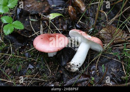 Psathyrella depallens, bekannt als gebleichte brittlegill, wilde Pilze aus Finnland Stockfoto