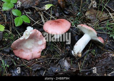 Psathyrella depallens, bekannt als gebleichte brittlegill, wilde Pilze aus Finnland Stockfoto