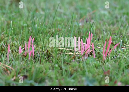 Clavaria rosea, bekannt als Rosenspindeln, wilder Pilz aus Finnland Stockfoto