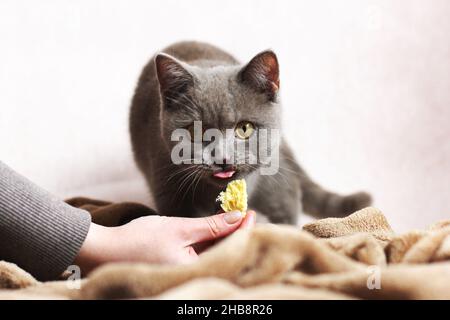 Eine niedliche schöne Katze frisst aus den Händen. Reinrassige Katze Stockfoto