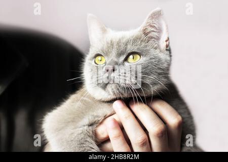 Nette schöne Katze in den Händen. Reinrassige Katze Stockfoto