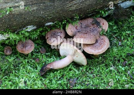 Lactarius quietus, allgemein bekannt als die Eiche, milkcap oakbug milkcap oder südlichen milkcap Stockfoto