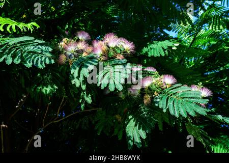 Lebendige rosa Mimosa pudica Blumen und grüne Blätter in einem Garten an einem sonnigen Sommertag, schöne Outdoor-Blumenhintergrund mit weichem Fokus fotografiert Stockfoto
