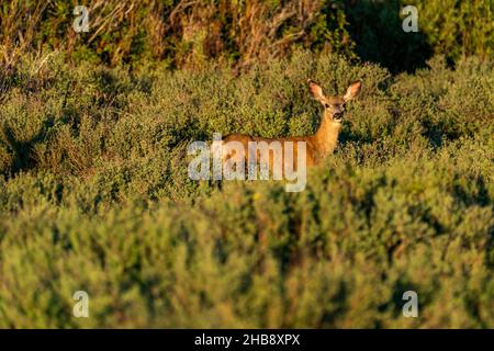 USA, Idaho, Bellevue, Hirsch im Gebüsch Stockfoto