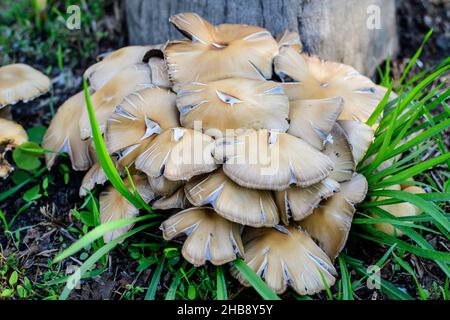 Nahaufnahme von vielen kleinen braunen Pilzen in der Nähe eines alten Baumes in einem Wald, an einem sonnigen Sommertag, fotografiert mit selektivem Fokus Stockfoto