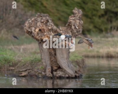 Nördliche Schaufelmaschine, Spatula clypeata, Männchen und Weibchen im Flug, Gloucestershire, November 2021 Stockfoto