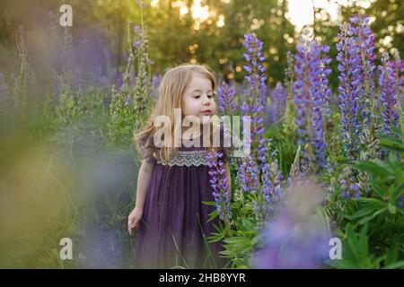 Niedliches, vierjähriges Mädchen in violettem Kleid schnüffelt Lupinen-Blumen. Lustig lächelndes Kind mit langen Haaren auf dem Feld der Lupinen. Kinder spielen draußen. Konzept Stockfoto