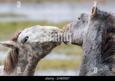 Fohlen spielen, Naturpark Aiguamolls de l’Empordà, Katalonien, Spanien Stockfoto