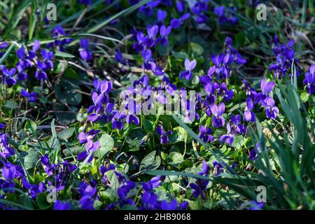 Viele kleine, zarte blaue Blüten der Viola odorata Pflanze, allgemein bekannt als Holz, süß, englisch oder Floristen-Veilchen in einem Garten an einem sonnigen Frühlingstag, Stockfoto