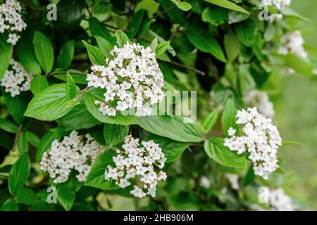 Strauch mit vielen zarten weißen Blüten der Viburnum carlesii-Pflanze, die allgemein als arrowwood oder koreanisches Gewürz Viburnum bekannt ist, in einem Garten in einem sonnigen Frühling Stockfoto