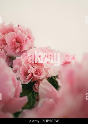 Nahaufnahme Azalea Blumen. Wunderschöne korallenrosa Azalienblüten Stockfoto