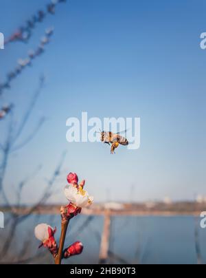 Biene fliegt zu einem blühenden Aprikosenbaum, der Pollen sammelt. Honigbiene und Frühlingsblumen über blauem Himmel Hintergrund Stockfoto